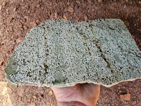 Polished Rainforest Jasper slab RFJ162