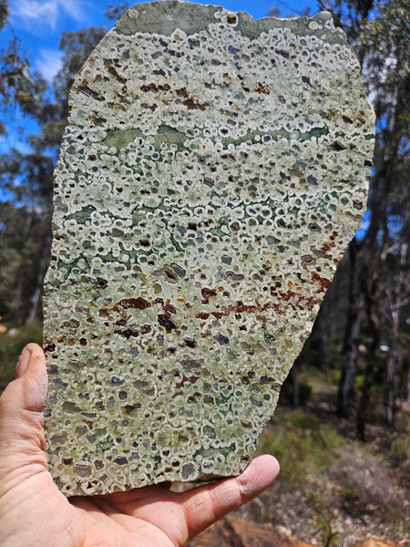 Polished Rainforest Jasper slab RFJ163