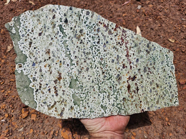 Polished Rainforest Jasper slab RFJ163