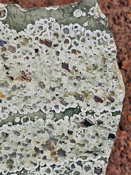 Polished Rainforest Jasper slab RFJ163
