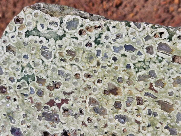 Polished Rainforest Jasper slab RFJ163