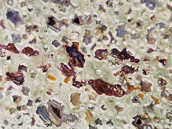 Polished Rainforest Jasper slab RFJ163