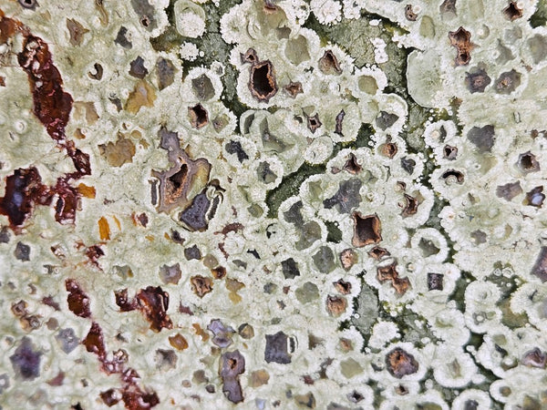 Polished Rainforest Jasper slab RFJ163