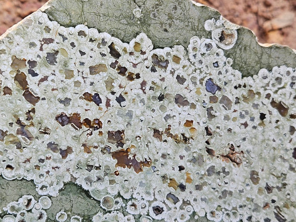 Polished Rainforest Jasper slab RFJ163