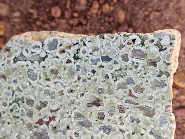 Polished Rainforest Jasper slab RFJ163