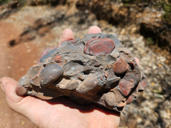 Polished Jelly Bean Jasper  JBJ363