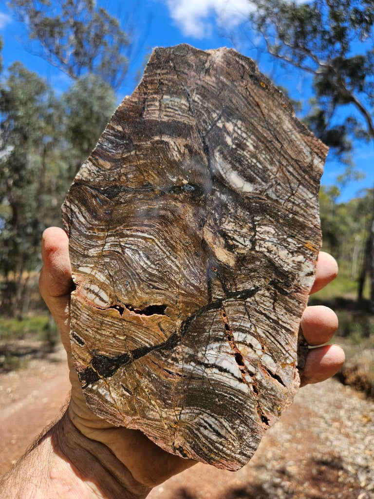 Polished fossil stromatolite slab. Strelley Pool Formation SPF143