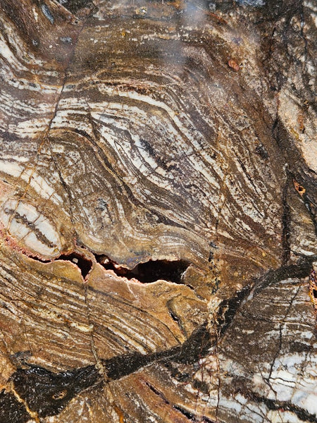 Polished fossil stromatolite slab. Strelley Pool Formation SPF143