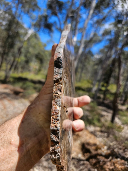 Polished fossil stromatolite slab. Strelley Pool Formation SPF143