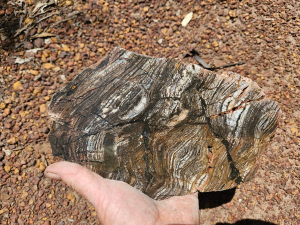 Polished fossil stromatolite slab. Strelley Pool Formation SPF143