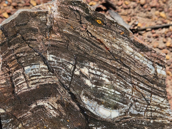 Polished fossil stromatolite slab. Strelley Pool Formation SPF143