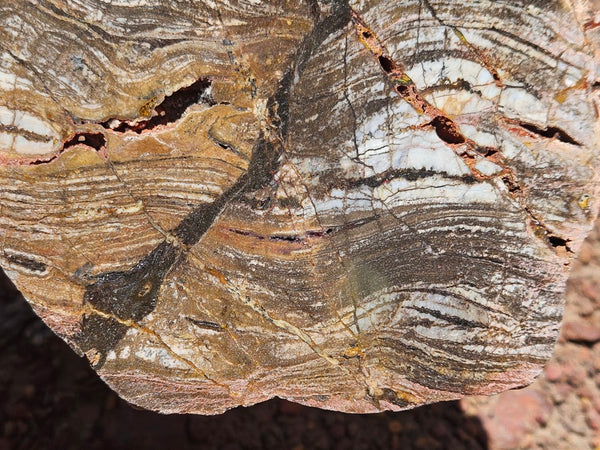 Polished fossil stromatolite slab. Strelley Pool Formation SPF143