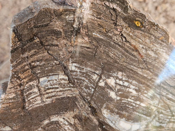 Polished fossil stromatolite slab. Strelley Pool Formation SPF143