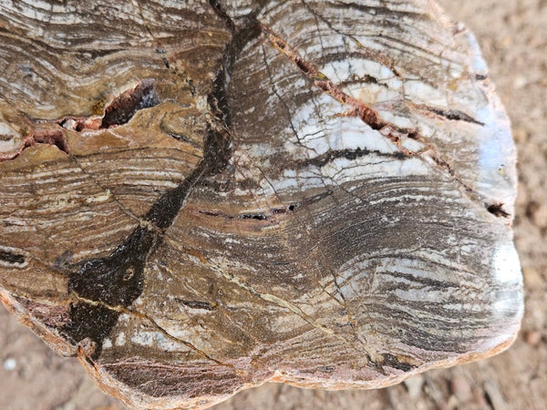 Polished fossil stromatolite slab. Strelley Pool Formation SPF143