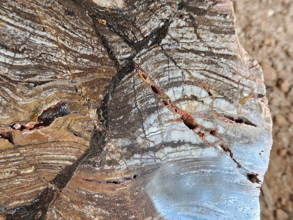 Polished fossil stromatolite slab. Strelley Pool Formation SPF143