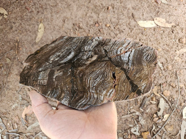 Polished fossil stromatolite slab. Strelley Pool Formation SPF143