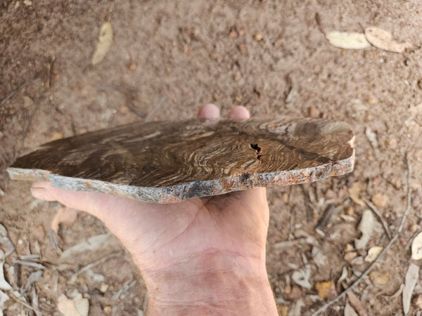Polished fossil stromatolite slab. Strelley Pool Formation SPF143