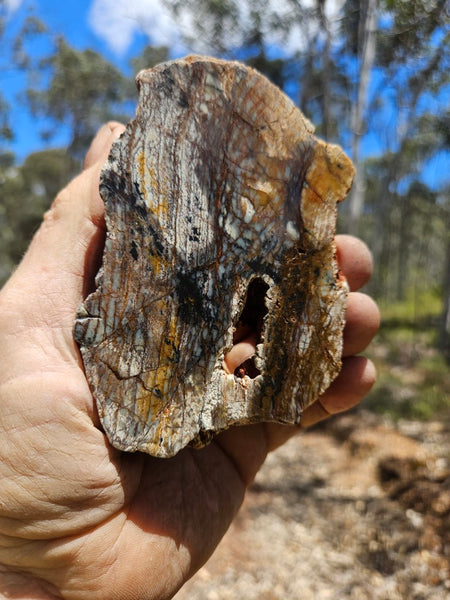 Polished fossil stromatolite. Strelley Pool Formation SPF147