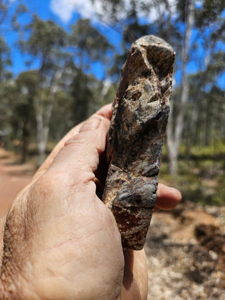 Polished fossil stromatolite. Strelley Pool Formation SPF147