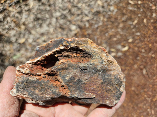Polished fossil stromatolite. Strelley Pool Formation SPF147