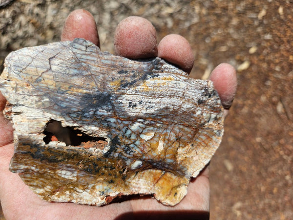 Polished fossil stromatolite. Strelley Pool Formation SPF147