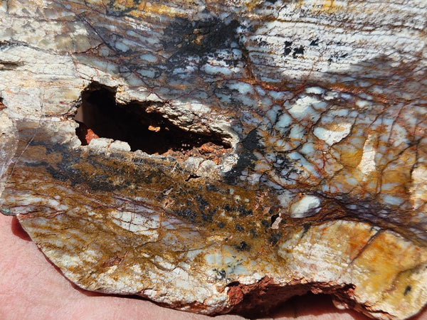 Polished fossil stromatolite. Strelley Pool Formation SPF147