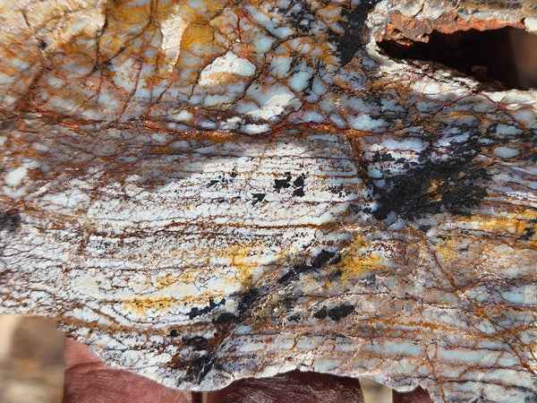 Polished fossil stromatolite. Strelley Pool Formation SPF147