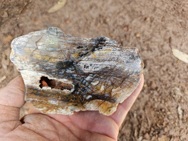 Polished fossil stromatolite. Strelley Pool Formation SPF147