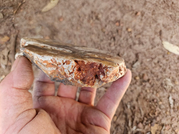 Polished fossil stromatolite. Strelley Pool Formation SPF147