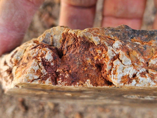 Polished fossil stromatolite. Strelley Pool Formation SPF147