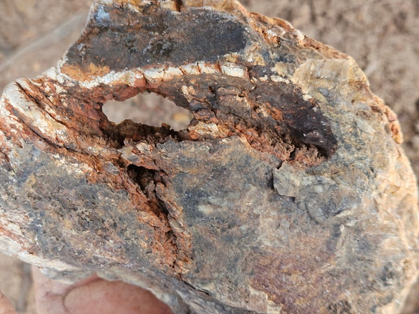 Polished fossil stromatolite. Strelley Pool Formation SPF147