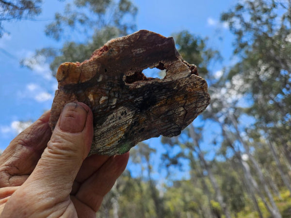 Polished fossil stromatolite. Strelley Pool Formation SPF147
