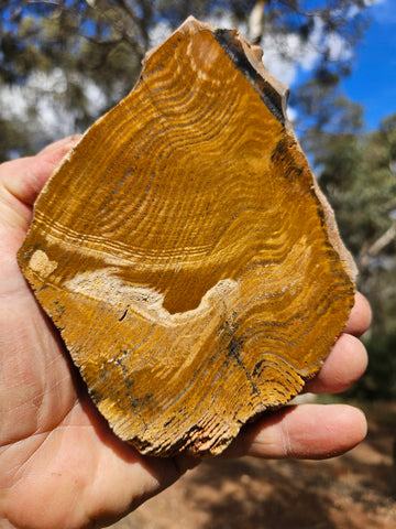 Polished fossil stromatolite. Strelley Pool Formation SPF146