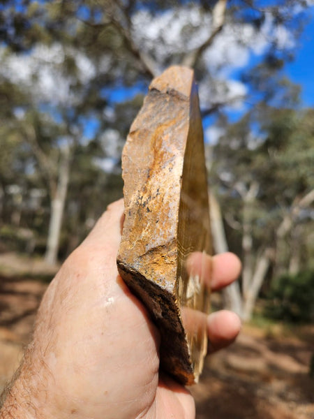Polished fossil stromatolite. Strelley Pool Formation SPF146