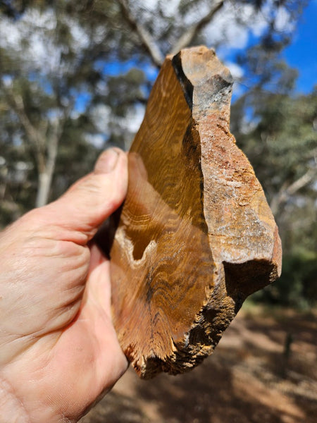 Polished fossil stromatolite. Strelley Pool Formation SPF146
