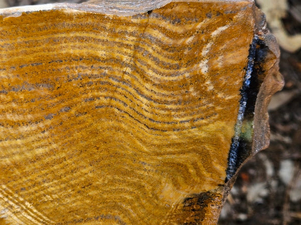 Polished fossil stromatolite. Strelley Pool Formation SPF146