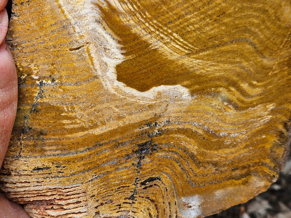 Polished fossil stromatolite. Strelley Pool Formation SPF146