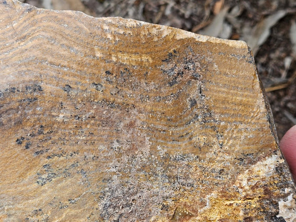 Polished fossil stromatolite. Strelley Pool Formation SPF146