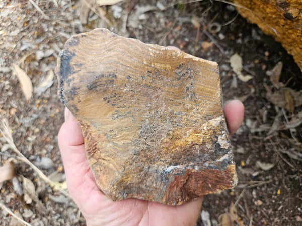 Polished fossil stromatolite. Strelley Pool Formation SPF146
