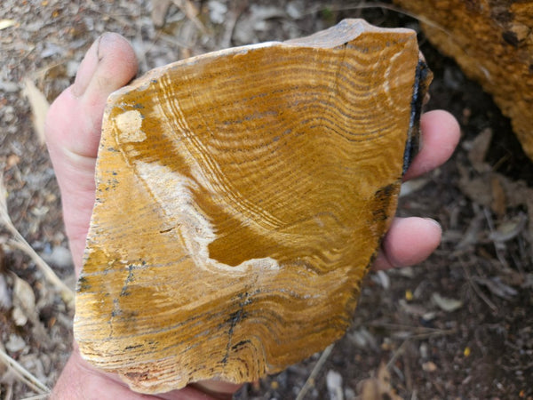 Polished fossil stromatolite. Strelley Pool Formation SPF146