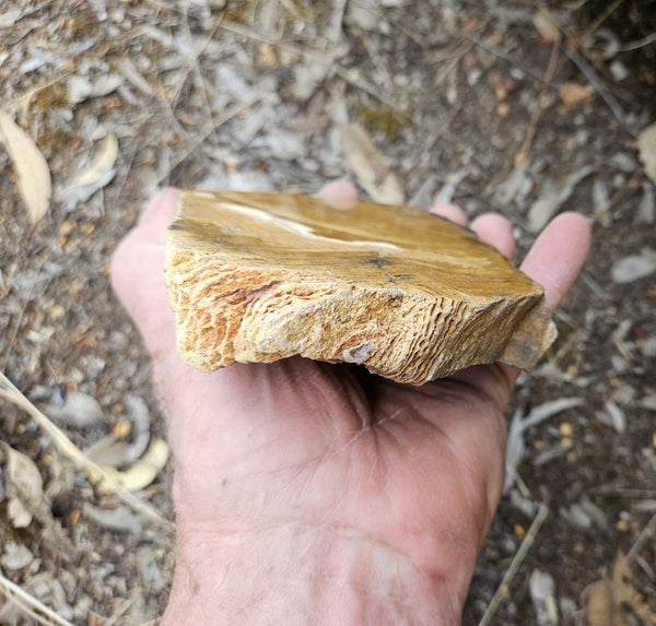 Polished fossil stromatolite. Strelley Pool Formation SPF146