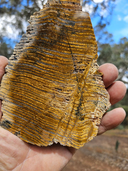 Polished fossil stromatolite slab. Strelley Pool Formation SPF144