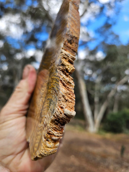 Polished fossil stromatolite slab. Strelley Pool Formation SPF144