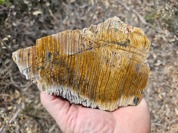 Polished fossil stromatolite slab. Strelley Pool Formation SPF144