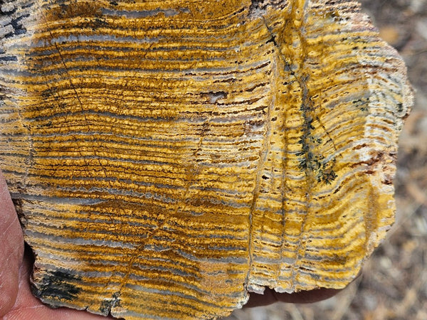 Polished fossil stromatolite slab. Strelley Pool Formation SPF144