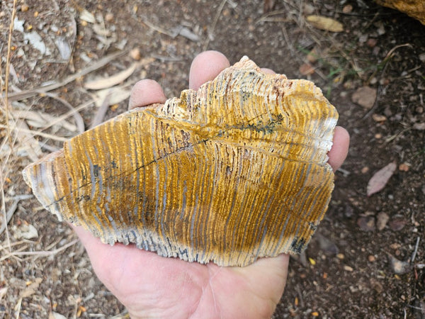 Polished fossil stromatolite slab. Strelley Pool Formation SPF144