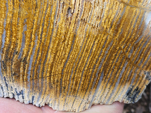 Polished fossil stromatolite slab. Strelley Pool Formation SPF144