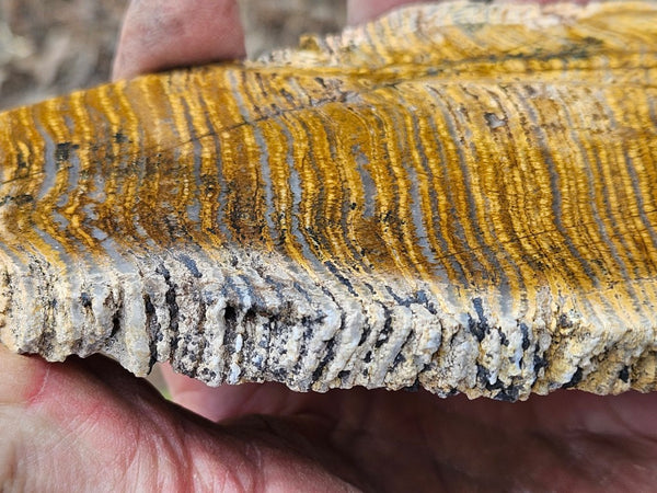 Polished fossil stromatolite slab. Strelley Pool Formation SPF144
