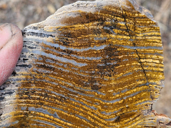 Polished fossil stromatolite slab. Strelley Pool Formation SPF145