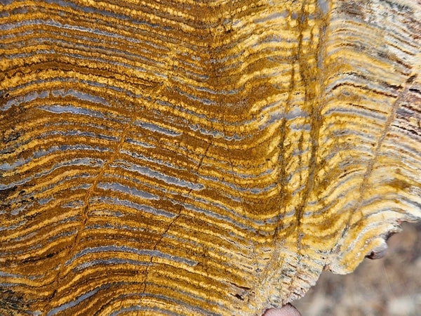Polished fossil stromatolite slab. Strelley Pool Formation SPF145